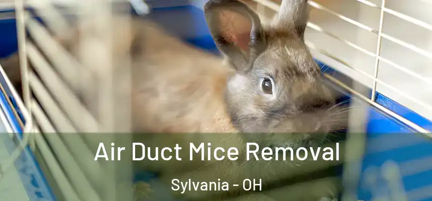 Air Duct Mice Removal Sylvania - OH